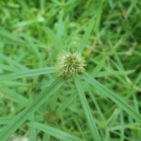 <i>Cyperus brevifolius</i>  (Rottb.) Hassk.